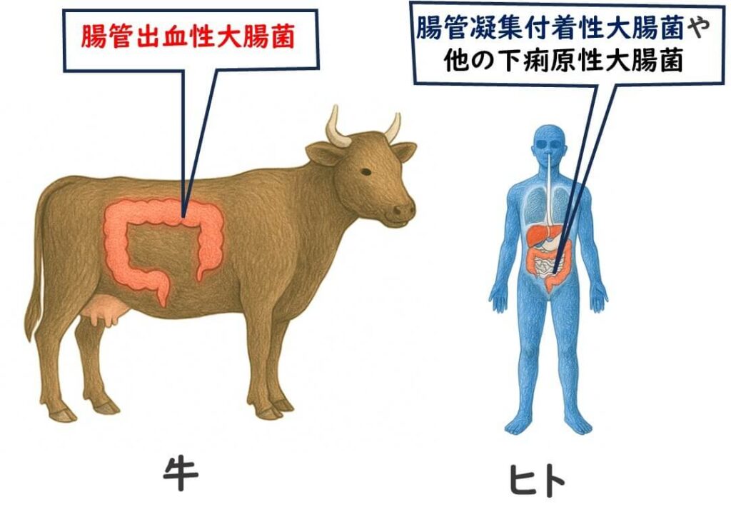 牛とヒトの腸内を比較したイラスト。牛には腸管出血性大腸菌(EHEC)、ヒトには腸管凝集付着性大腸菌(EAEC)などの下痢原性大腸菌が描かれ、それぞれの主な宿主の違いを示している。