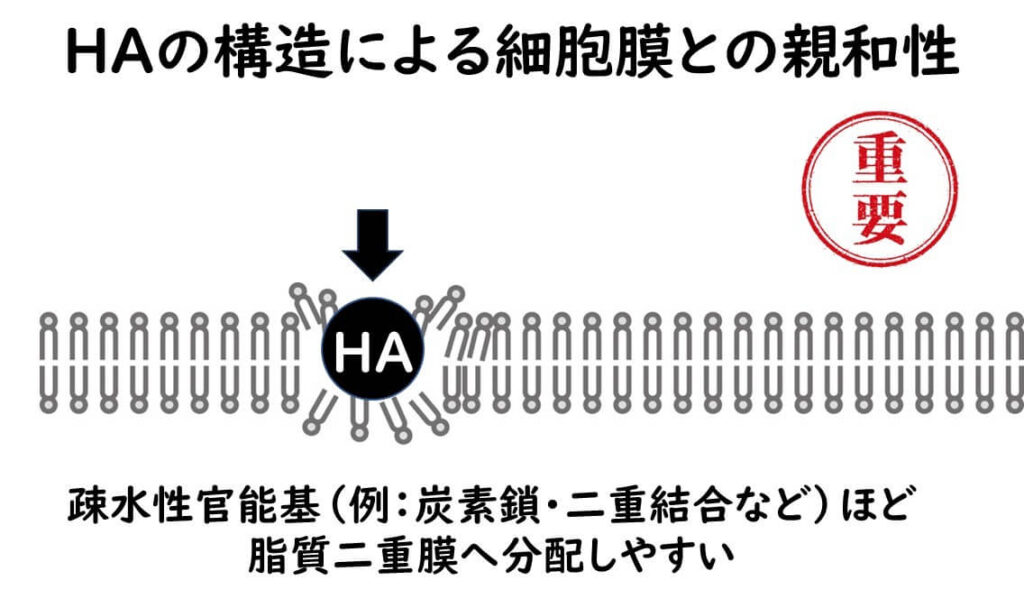 不解離型有機酸（HA）が疎水性官能基を持つことで、脂質二重膜に分配しやすくなる仕組みを示すイラスト。