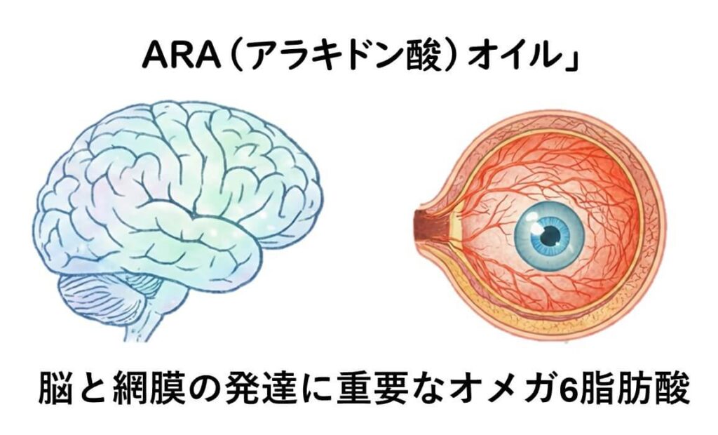 アラキドン酸（ARA）オイルが乳児の脳と網膜の発達に重要なオメガ6脂肪酸であることを示す図