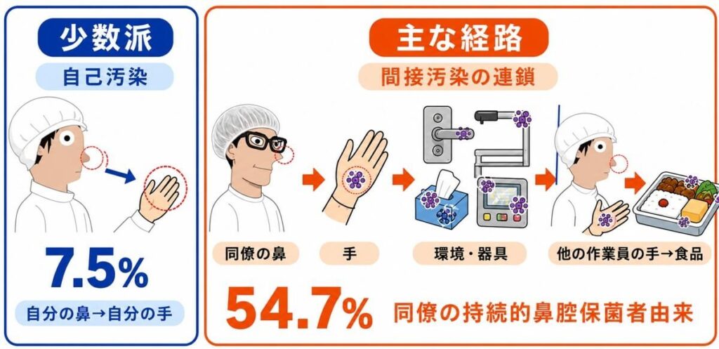 食品取扱者の手指汚染は自分の鼻からの自己汚染が少数派であり、同僚の持続的鼻腔保菌者から環境や器具を介して広がる間接汚染が主な経路であることを示す図