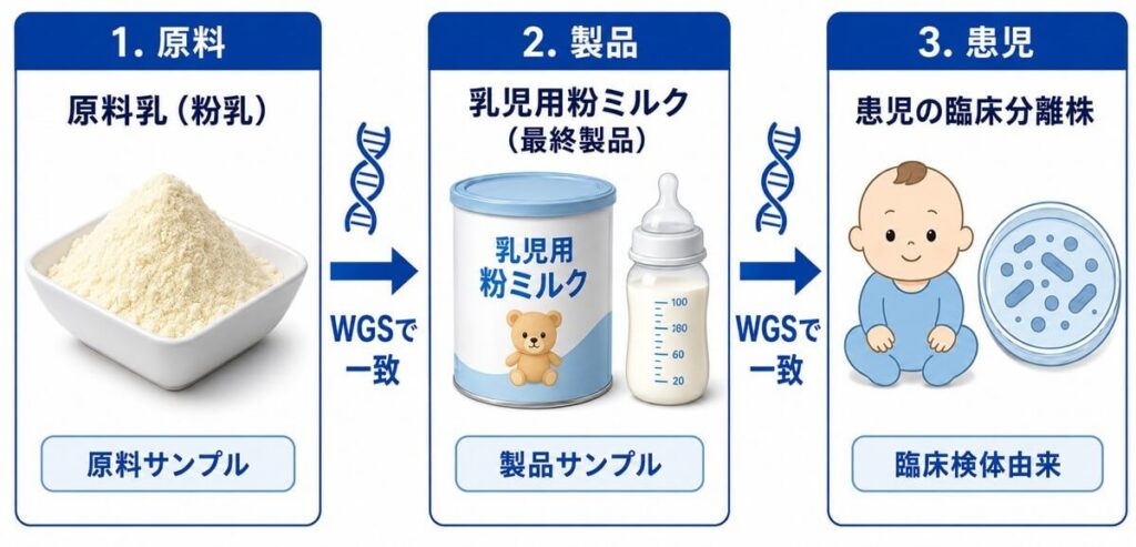 原料乳の粉乳、乳児用粉ミルクの最終製品、患児の臨床分離株がWGS解析で一致したことを示す図。