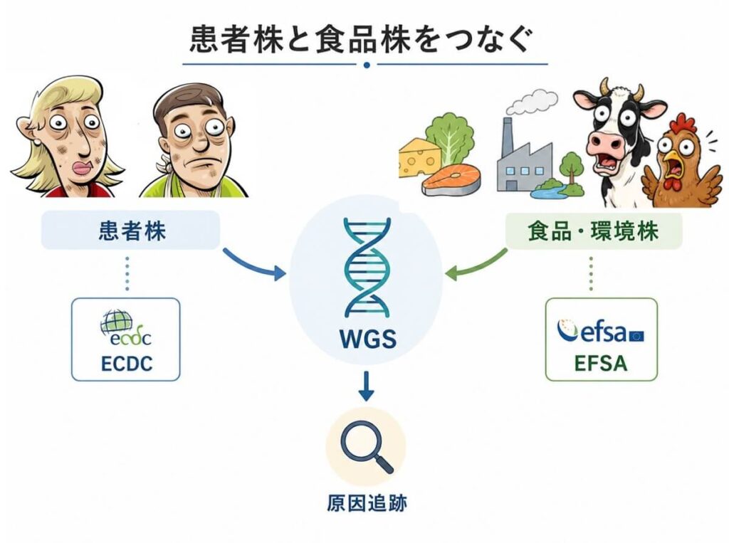 ECDCの患者由来株とEFSAの食品・環境由来株をWGSで照合し、食中毒の原因を追跡する仕組みを示した図
