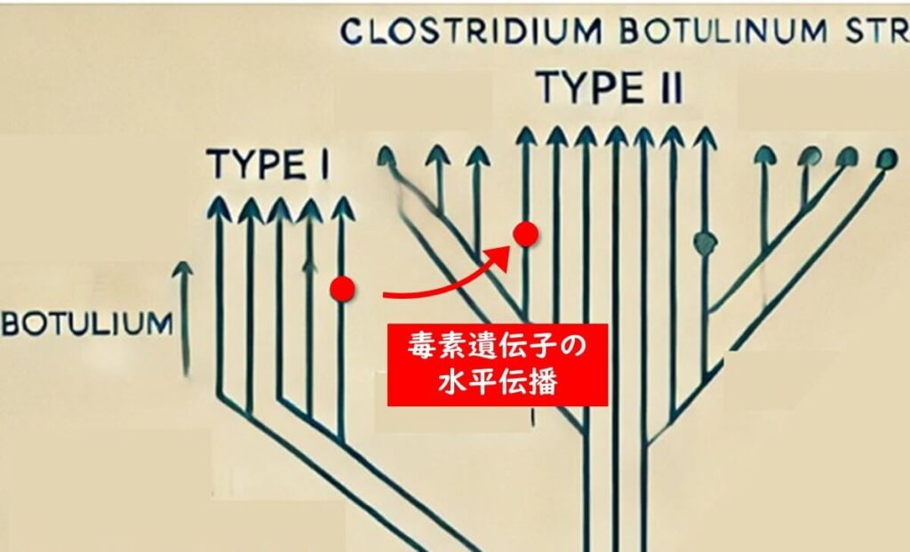 ボツリヌス菌の系統樹を示した図。赤い矢印が示すように、毒素遺伝子が水平伝播する可能性があることを視覚的に説明。