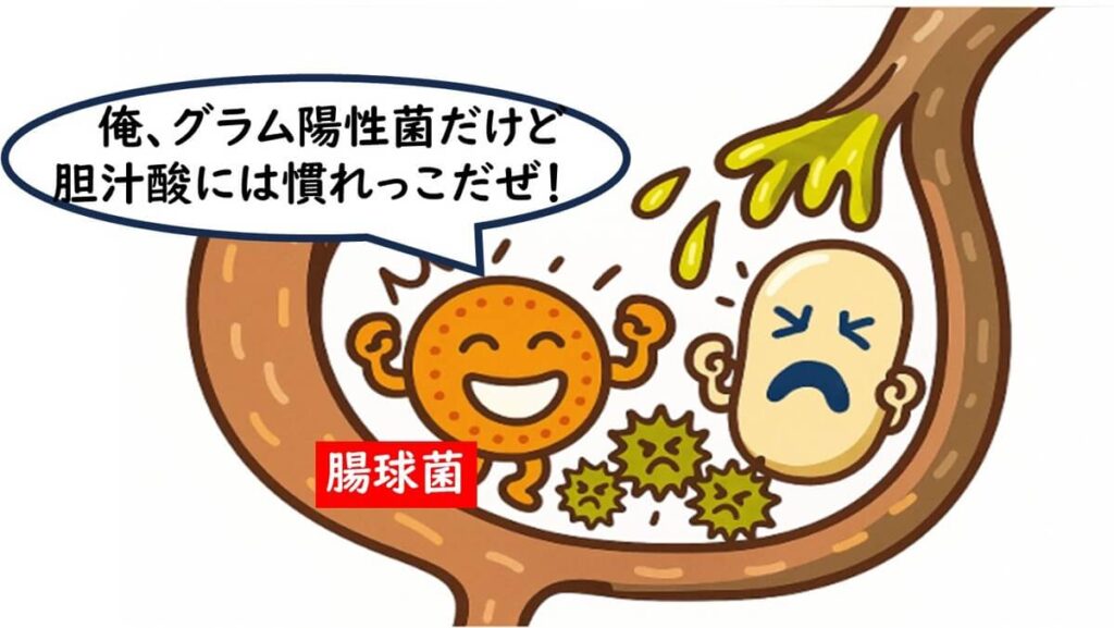 腸球菌が胆汁酸に耐性を示して笑顔を浮かべている胃内のイラスト。

