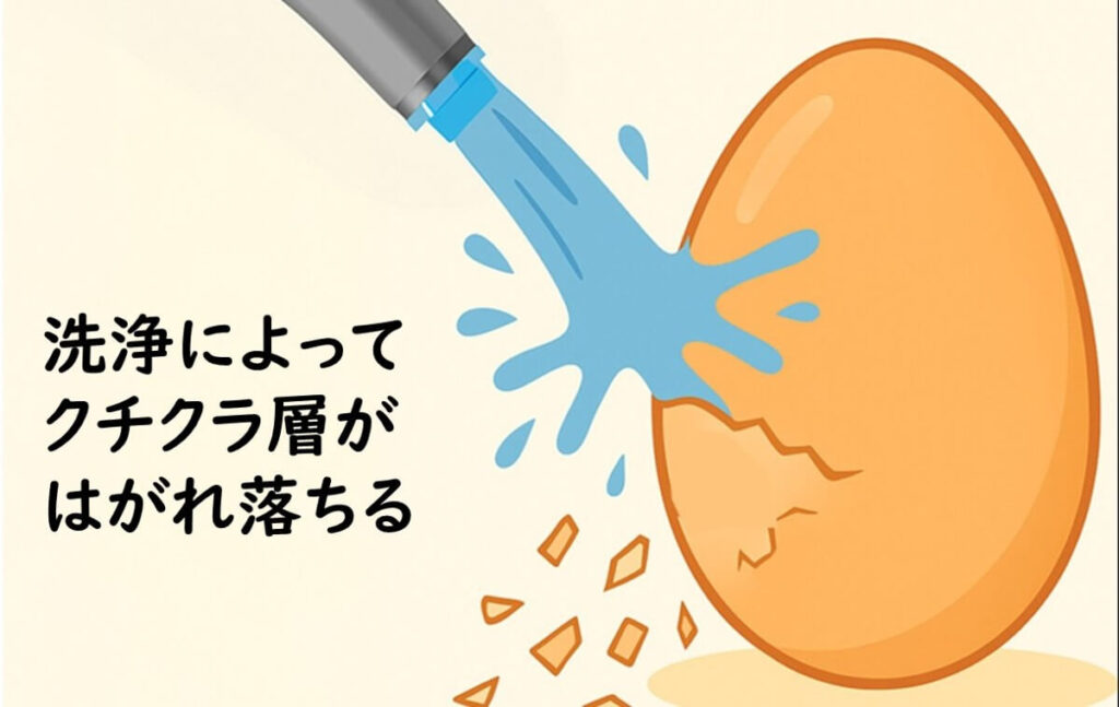 卵の表面にあるクチクラ層が洗浄によって剥がれ落ちる様子を描いたイラスト。