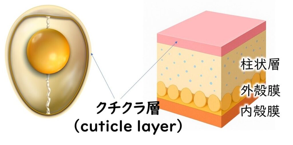 「卵の表面を覆うクチクラ層の構造を示した図解。柱状構造や外殻膜との関係も示す。